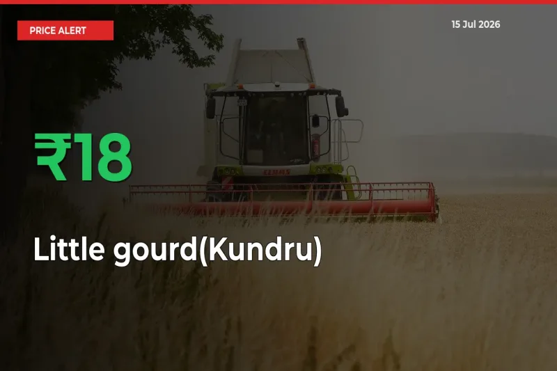 Little gourd(Kundru) Prices Rise 17.76% in a Day at Major Mandis