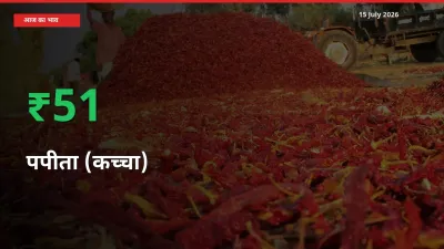 आज का मंडी भाव: पपीता (कच्चा) के दाम मंडी में 50.94% ऊपर
