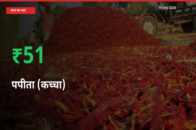 आज का मंडी भाव: पपीता (कच्चा) के दाम मंडी में 50.94% ऊपर
