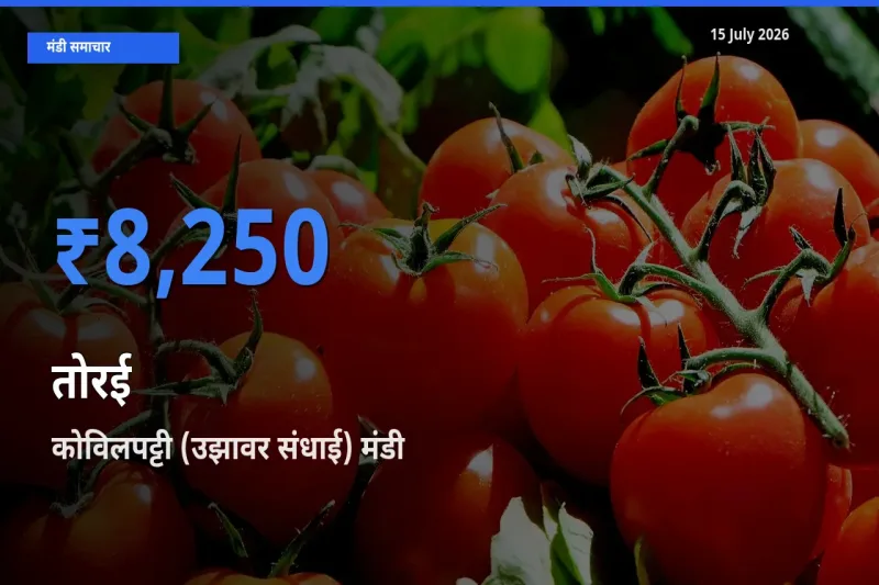 किसानों की पसंद बना कोविलपट्टी (उझावर संधाई), तोरई के सबसे अच्छे दाम