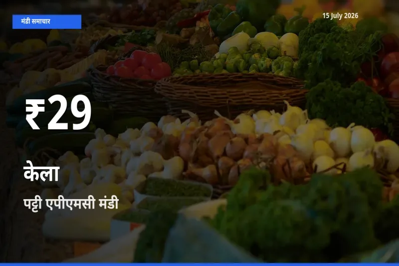 आज का मंडी भाव: पट्टी एपीएमसी में केला 30 दिन के सबसे कम स्तर पर