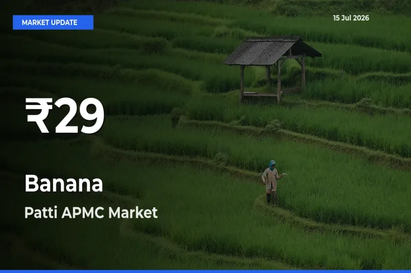 Farmers Concerned as Banana Hits 30-Day Low in Patti APMC