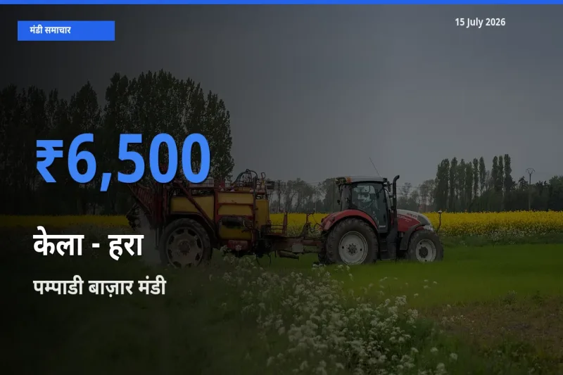 पम्पाडी बाज़ार मंडी में केला - हरा ₹6,500 पर पहुँचा – आज का सर्वोच्च भाव