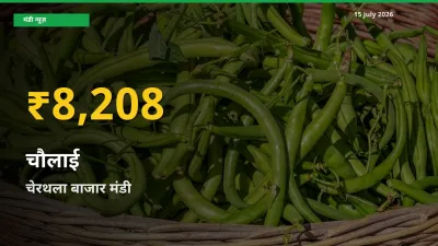 चौलाई के दामों में रिकॉर्ड तेज़ी, चेरथला बाजार