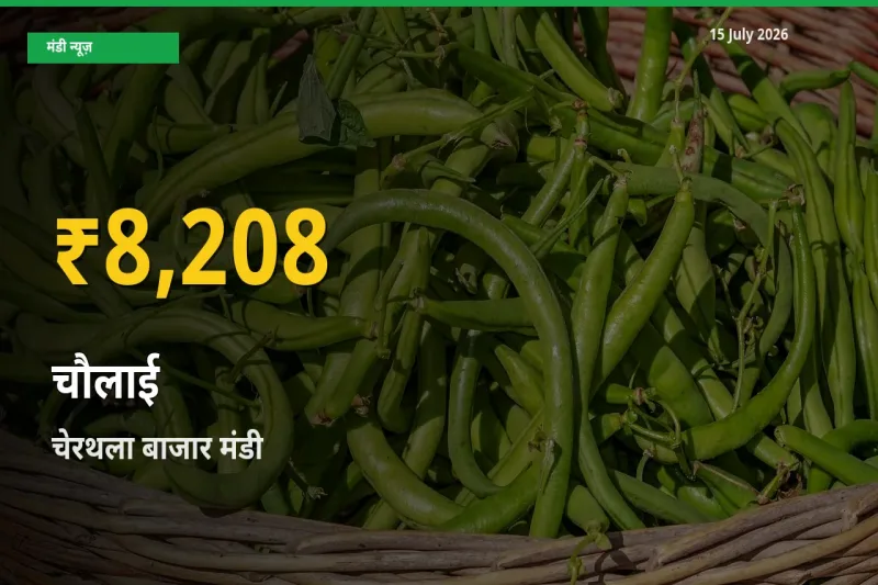 चौलाई के दामों में रिकॉर्ड तेज़ी, चेरथला बाजार