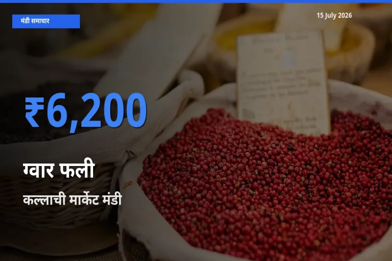 टॉप मंडी बना कल्लाची मार्केट! ग्वार फली के सबसे ऊँचे दाम यहीं दर्ज