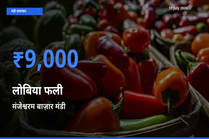 मंजेश्वरम बाज़ार मंडी में आज लोबिया फली के सबसे ऊँचे दाम दर्ज