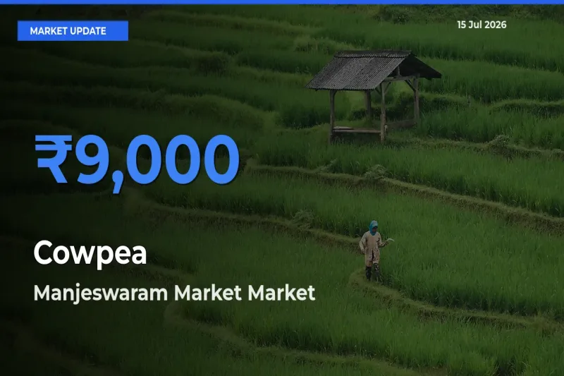 Manjeswaram Market Offers ₹9,000 – Highest Cowpea Rate Today
