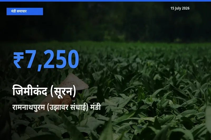 टॉप मंडी बना रामनाथपुरम (उझावर संधाई)! जिमीकंद (सूरन) के सबसे ऊँचे दाम यहीं दर्ज