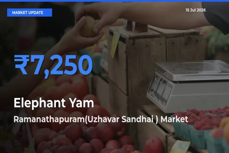 Ramanathapuram(Uzhavar Sandhai ) Leads as Top Mandi for Elephant Yam Prices