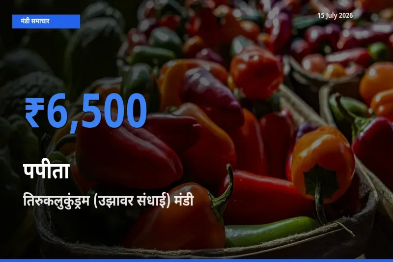 बाज़ार संकेत: तिरुकलुकुंड्रम (उझावर संधाई) बना पपीता के लिए आज की टॉप मंडी