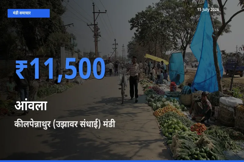 15 July अपडेट: आंवला के सबसे ऊँचे दाम कीलपेन्नाथुर (उझावर संधाई) मंडी में
