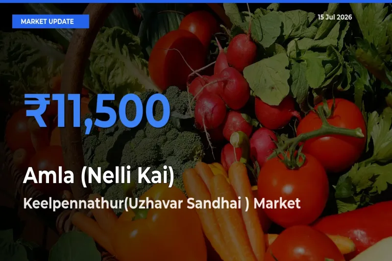 Top Performer! Keelpennathur(Uzhavar Sandhai ) Offers Best Amla (Nelli Kai) Price Today