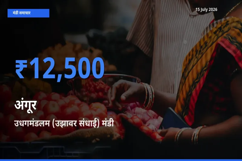टॉप मंडी बना उधगमंडलम (उझावर संधाई)! अंगूर के सबसे ऊँचे दाम यहीं दर्ज