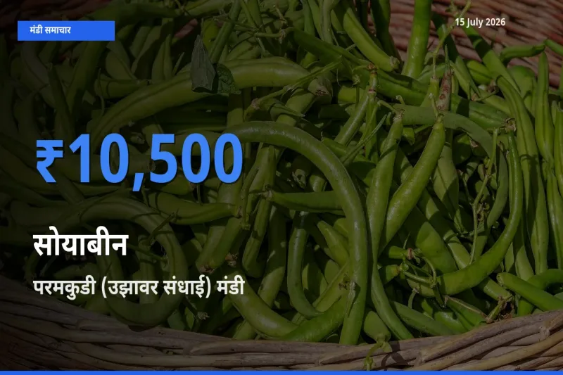 परमकुडी (उझावर संधाई) में सोयाबीन का आज सबसे ऊँचा भाव