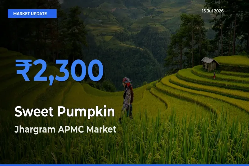 Jhargram APMC Emerges as Top Mandi for Sweet Pumpkin Prices Today