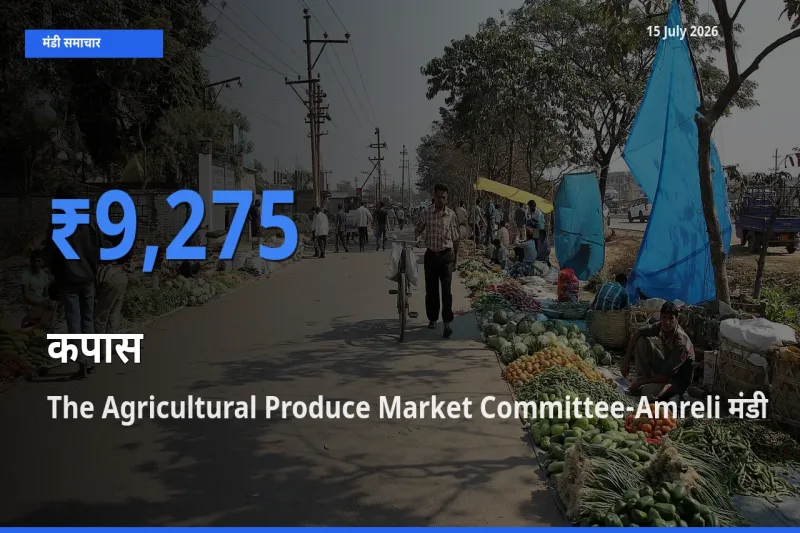 टॉप मंडी बना The Agricultural Produce Market Committee-Amreli! कपास के सबसे ऊँचे दाम यहीं दर्ज
