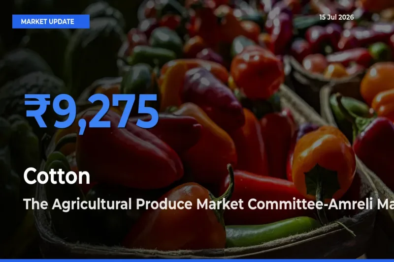 The Agricultural Produce Market Committee-Amreli Tops Cotton Mandi Rates Today