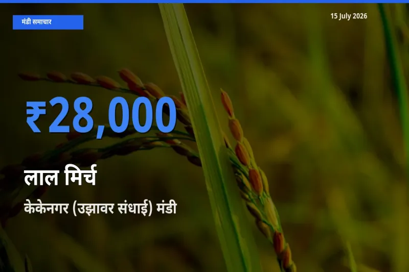 केकेनगर (उझावर संधाई) मंडी में आज लाल मिर्च के सबसे ऊँचे दाम दर्ज