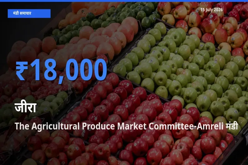 टॉप मंडी बना The Agricultural Produce Market Committee-Amreli! जीरा के सबसे ऊँचे दाम यहीं दर्ज