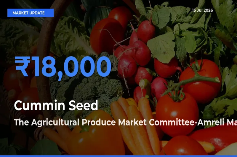 The Agricultural Produce Market Committee-Amreli Records Highest ₹18,000 Rate for Cummin Seed