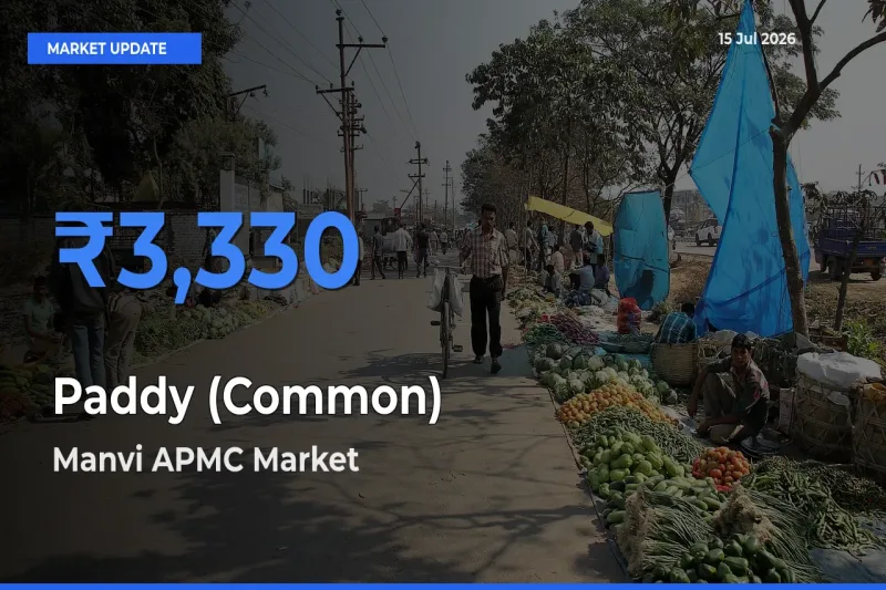 Manvi APMC Tops Paddy (Common) Mandi Rates Today