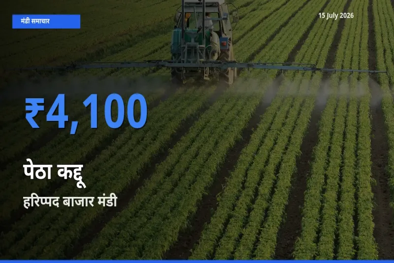 आज पेठा कद्दू के सबसे ऊँचे दाम ₹4,100 हरिप्पद बाजार मंडी में