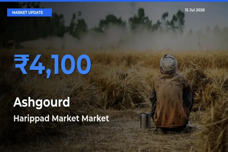 Top Performer! Harippad Market Offers Best Ashgourd Price Today