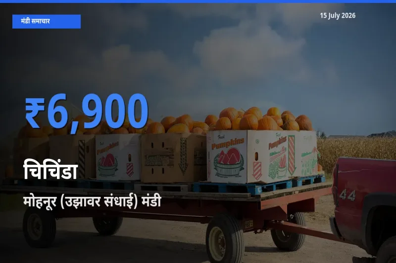मोहनूर (उझावर संधाई) मंडी में आज चिचिंडा के सबसे ऊँचे दाम दर्ज