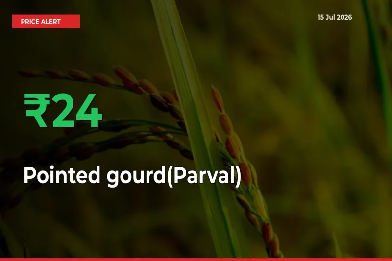 Pointed gourd(Parval) Rises 23.92% at Mandis