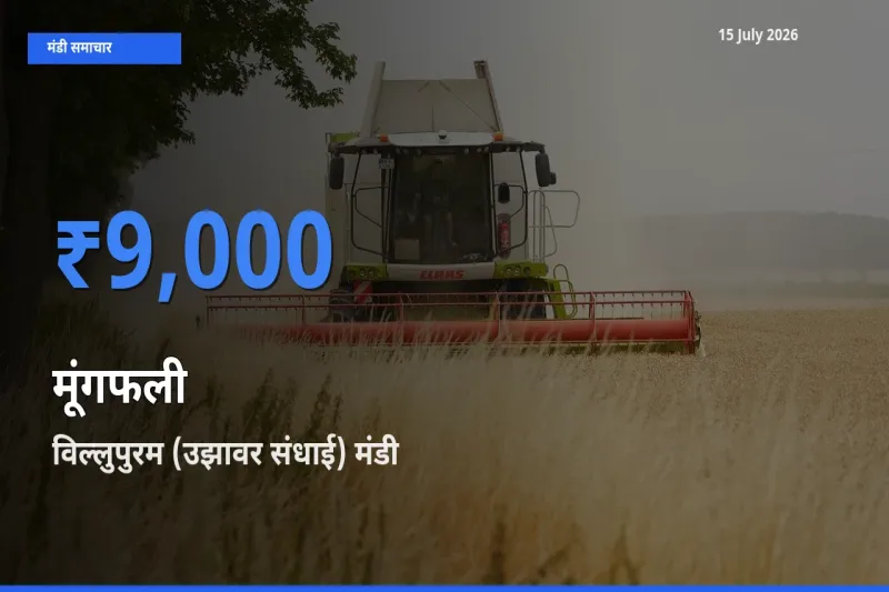 टॉप मंडी बना विल्लुपुरम (उझावर संधाई)! मूंगफली के सबसे ऊँचे दाम यहीं दर्ज