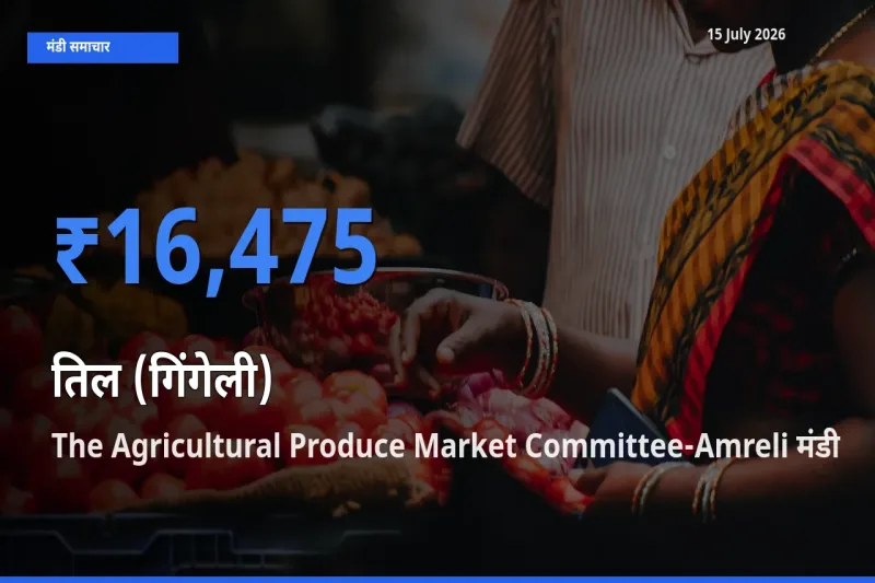 आज तिल (गिंगेली) के सबसे ऊँचे दाम ₹16,475 The Agricultural Produce Market Committee-Amreli मंडी में