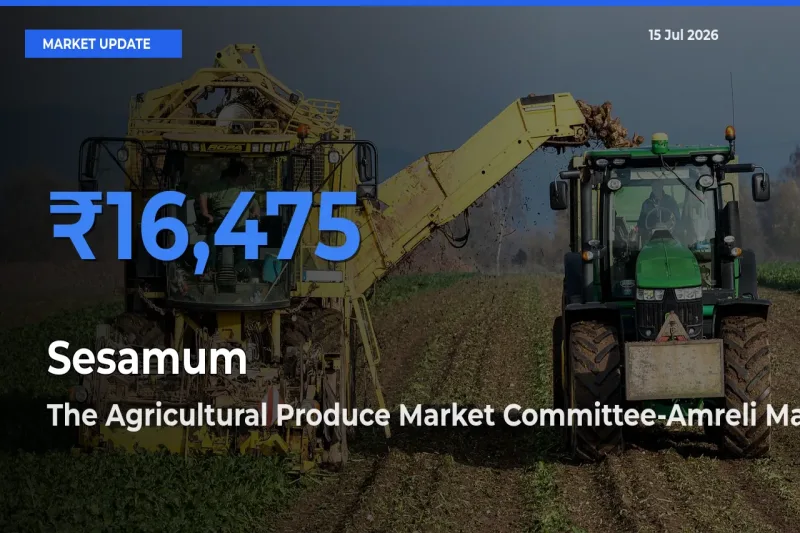 The Agricultural Produce Market Committee-Amreli Emerges as Top Mandi for Sesamum Prices Today