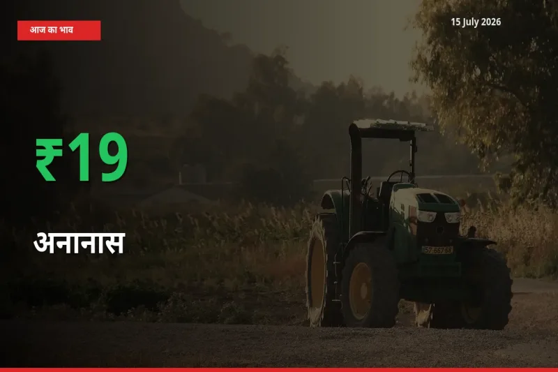 किसानों के लिए खुशखबरी! स्थानीय मंडी में अनानास 19.35% उछला