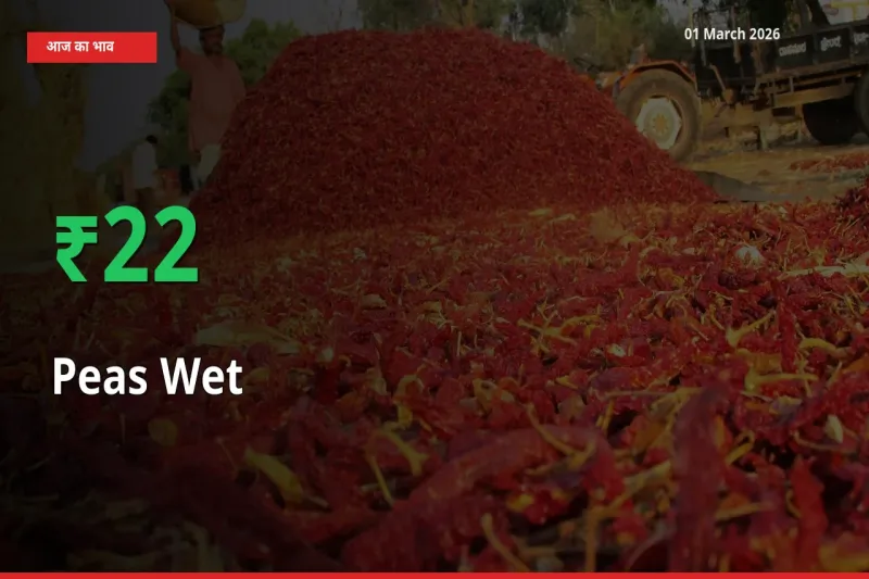 स्थानीय मंडी में Peas Wet के दाम अचानक 22.09% उछले, किसान सतर्क