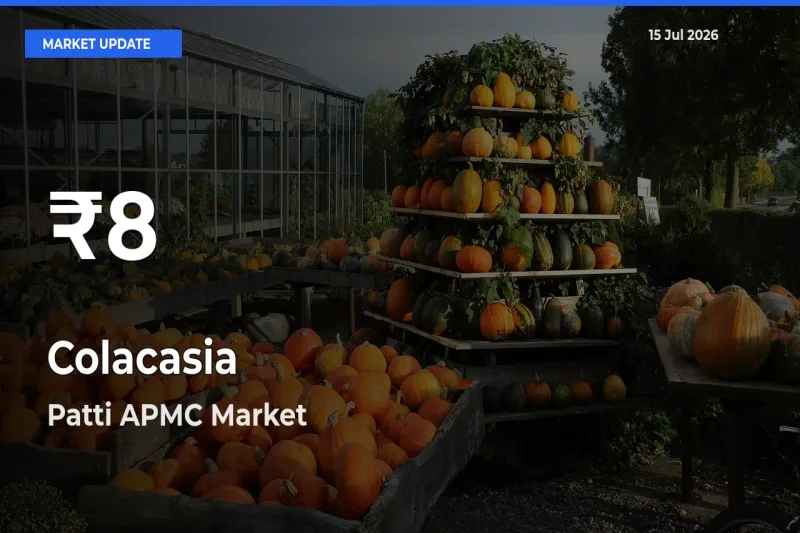 Why Colacasia Prices Slumped in Patti APMC – 30-Day Low Today
