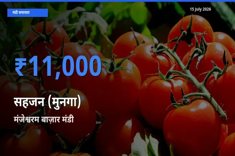मंजेश्वरम बाज़ार में सहजन (मुनगा) का आज सबसे ऊँचा भाव