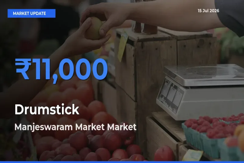 Manjeswaram Market Tops Drumstick Mandi Rates Today