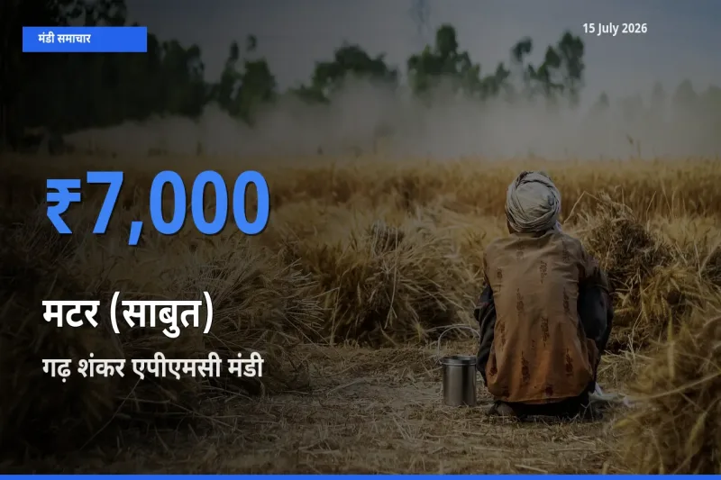 किसानों की पसंद बना गढ़ शंकर एपीएमसी, मटर (साबुत) के सबसे अच्छे दाम