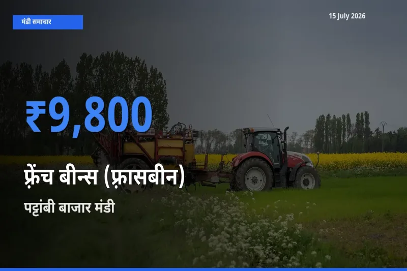 पट्टांबी बाजार में फ़्रेंच बीन्स (फ़्रासबीन) का आज सबसे ऊँचा भाव