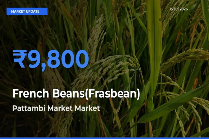 French Beans(Frasbean) Mandi Rate Today: Pattambi Market Tops the List