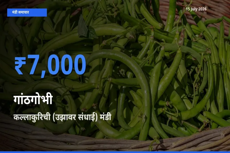 कल्लाकुरिची (उझावर संधाई) मंडी में आज गांठगोभी के सबसे ऊँचे दाम दर्ज