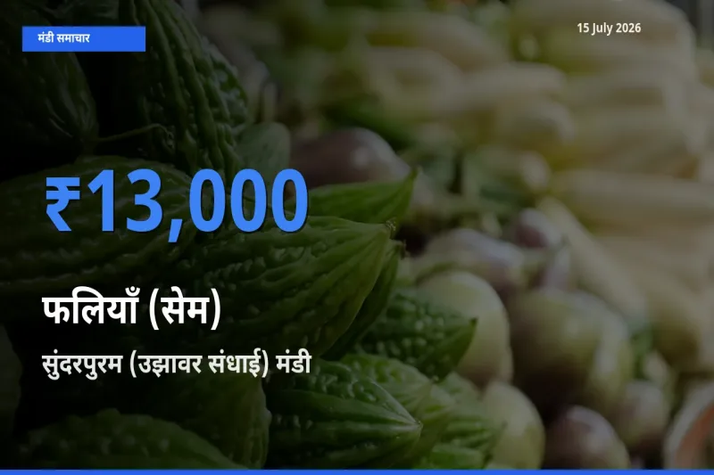 15 July अपडेट: फलियाँ (सेम) के सबसे ऊँचे दाम सुंदरपुरम (उझावर संधाई) मंडी में