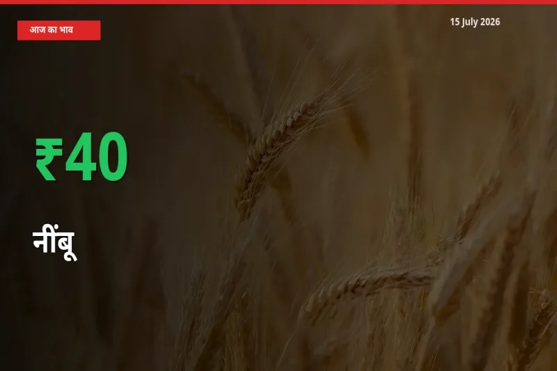 आज का मंडी भाव: नींबू के दाम मंडी में 40.13% ऊपर