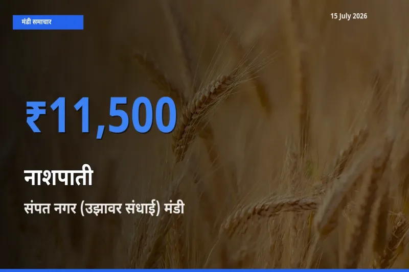 टॉप मंडी बना संपत नगर (उझावर संधाई)! नाशपाती के सबसे ऊँचे दाम यहीं दर्ज