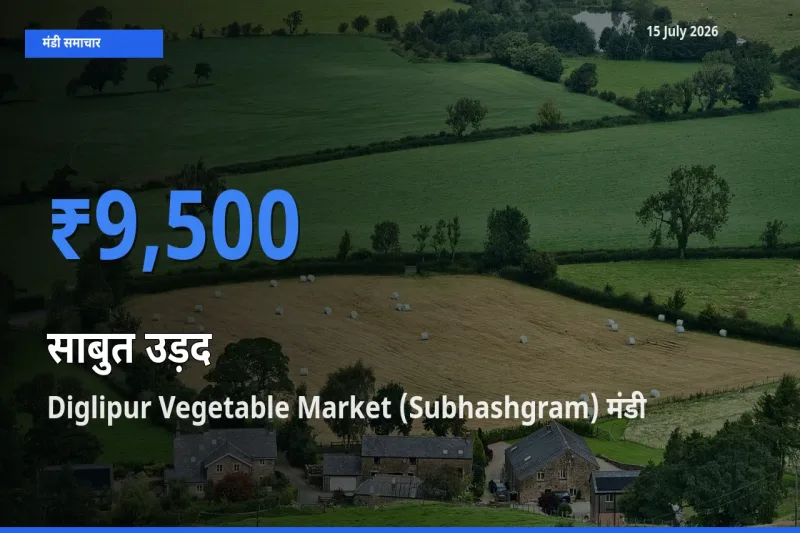 टॉप मंडी बना Diglipur Vegetable Market (Subhashgram)! साबुत उड़द के सबसे ऊँचे दाम यहीं दर्ज