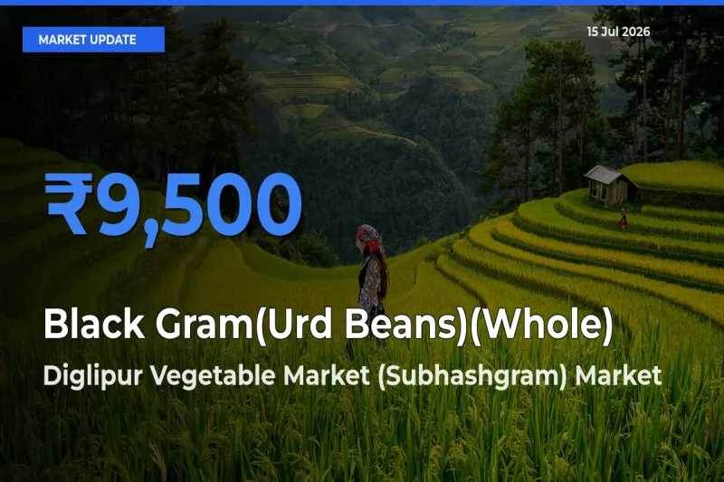 Diglipur Vegetable Market (Subhashgram) Records Highest ₹9,500 Rate for Black Gram(Urd Beans)(Whole)