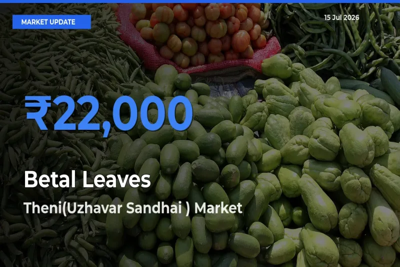 Theni(Uzhavar Sandhai ) Records Highest ₹22,000 Rate for Betal Leaves