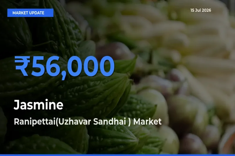 Farmers Prefer Ranipettai(Uzhavar Sandhai ) as Jasmine Hits Highest Rate