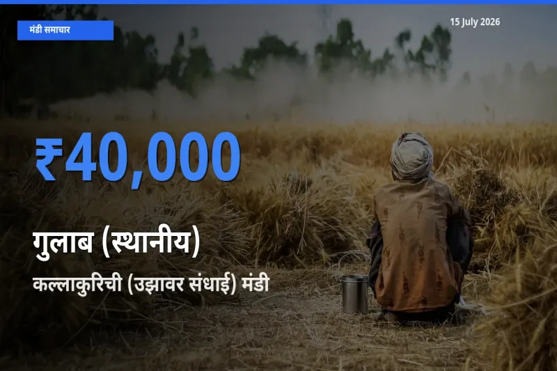 कल्लाकुरिची (उझावर संधाई) मंडी में गुलाब (स्थानीय) ₹40,000 पर पहुँचा – आज का सर्वोच्च भाव